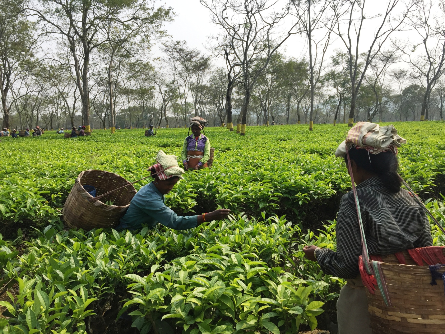 Tea garden workers harvesting fresh leaves in Assam