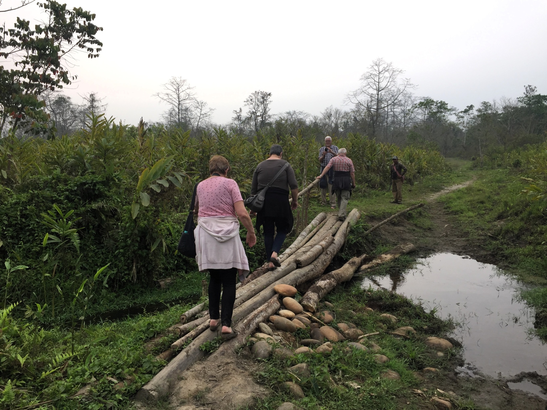 A country road through Assam's tea gardens and rice fields