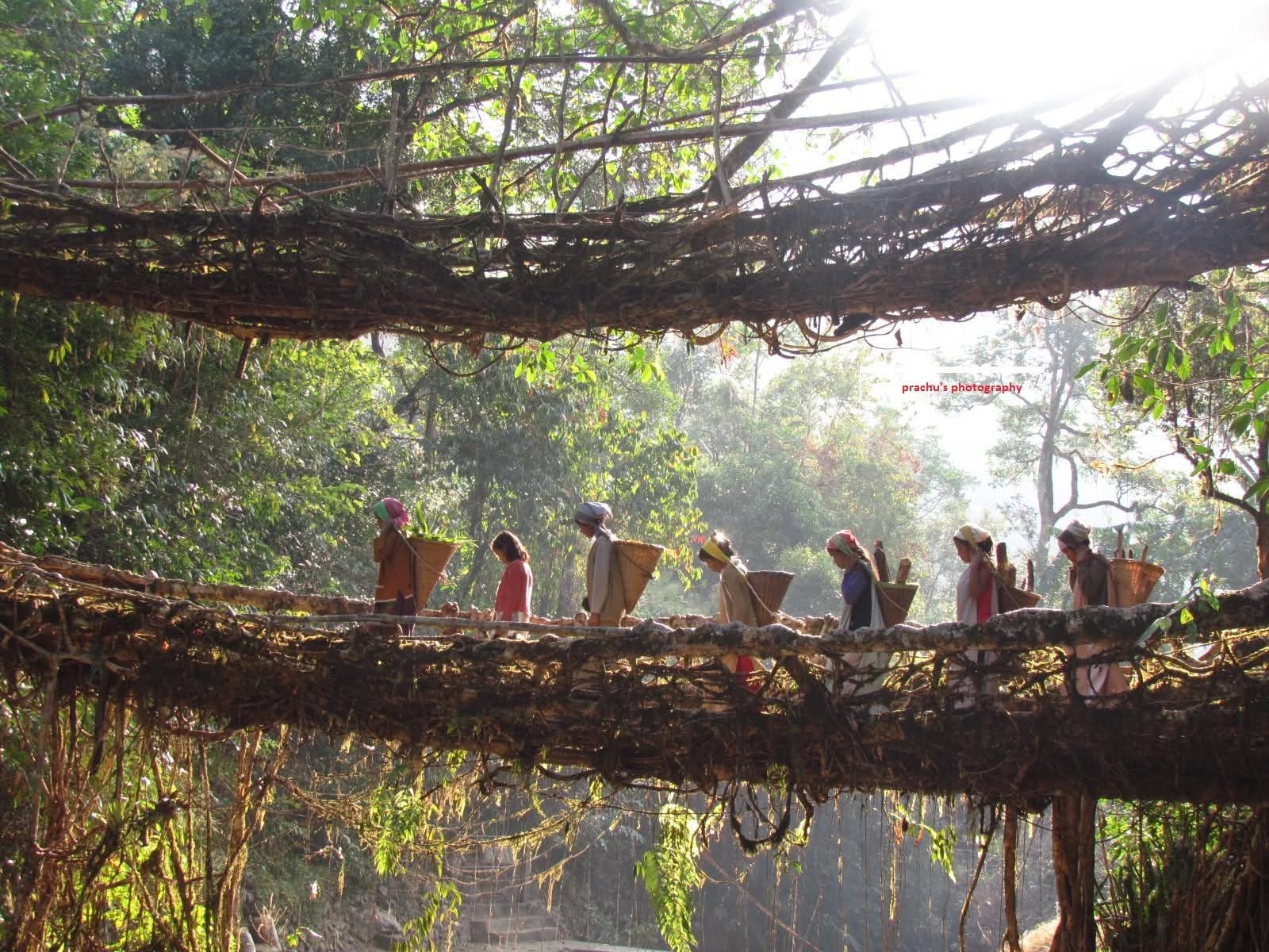 Living root bridge in Meghalaya rainforest